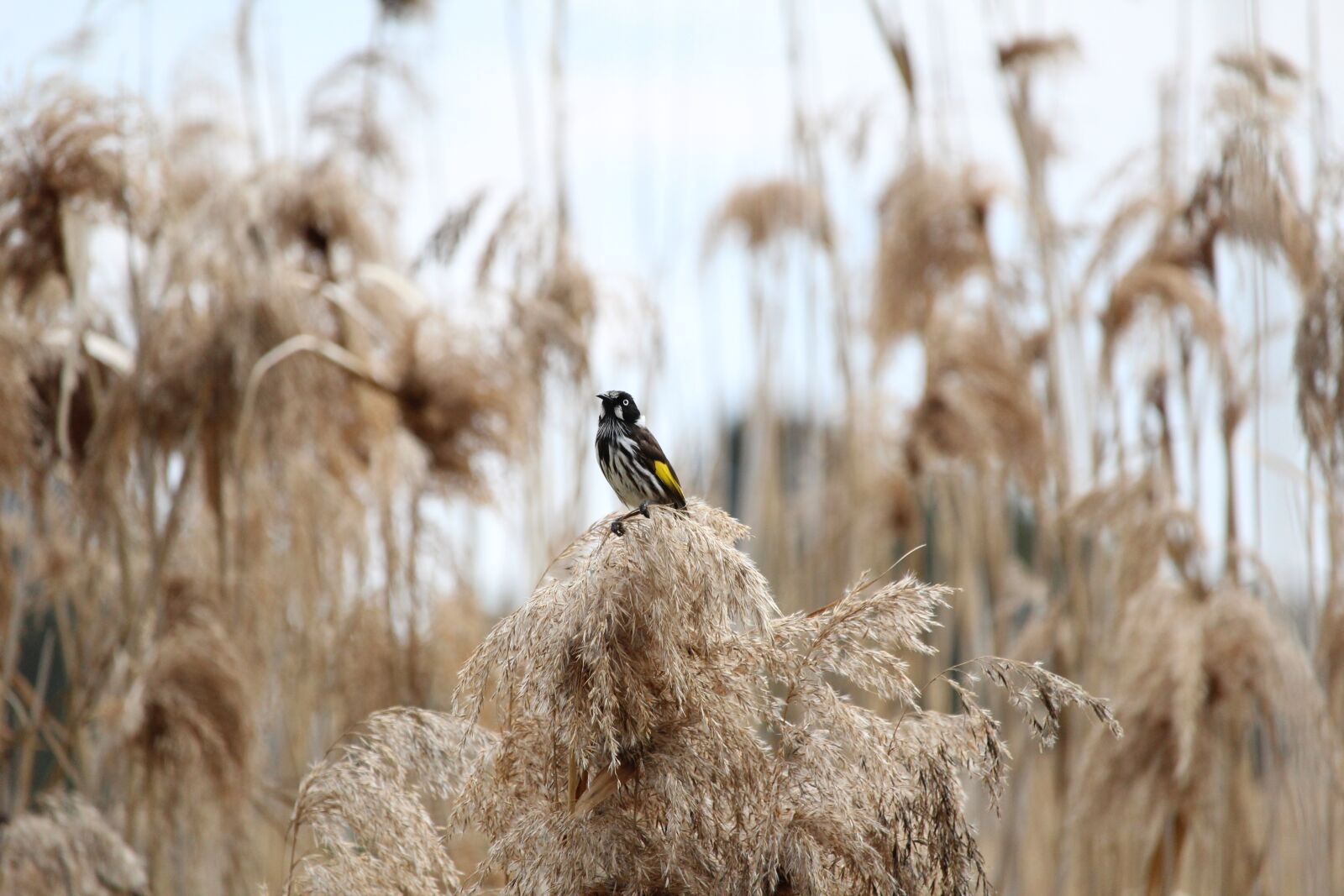 Canon EOS 1200D (EOS Rebel T5 / EOS Kiss X70 / EOS Hi) sample photo. New, holland, honeyeater photography