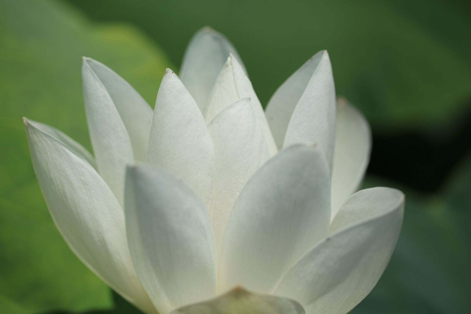 Canon EOS 5D Mark II sample photo. Lotus, lotus flower, natural photography