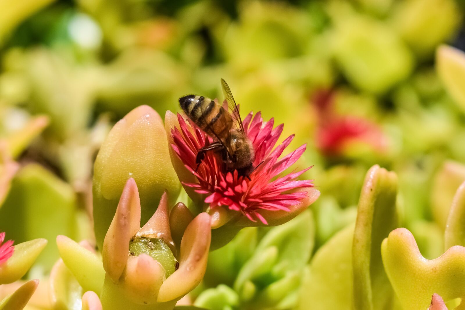Nikon D3300 sample photo. Fertilization, bee, flower photography