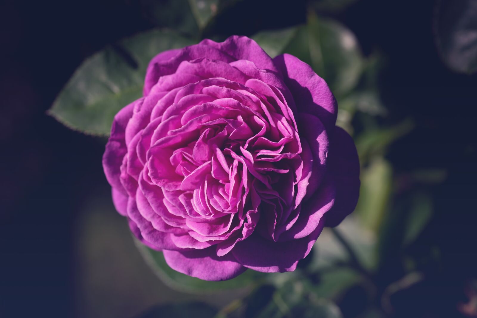 Nikon D750 sample photo. Blossom, bloom, flower photography