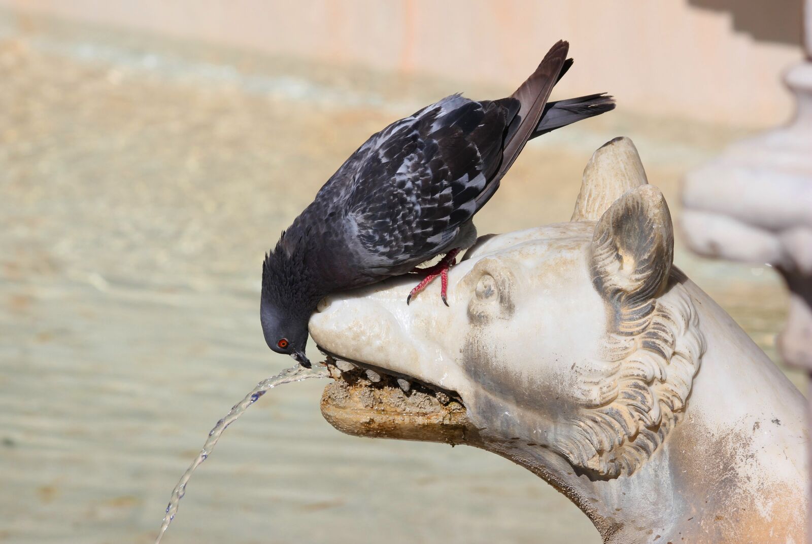 Canon EOS 550D (EOS Rebel T2i / EOS Kiss X4) sample photo. Pigeon, thirst, water photography