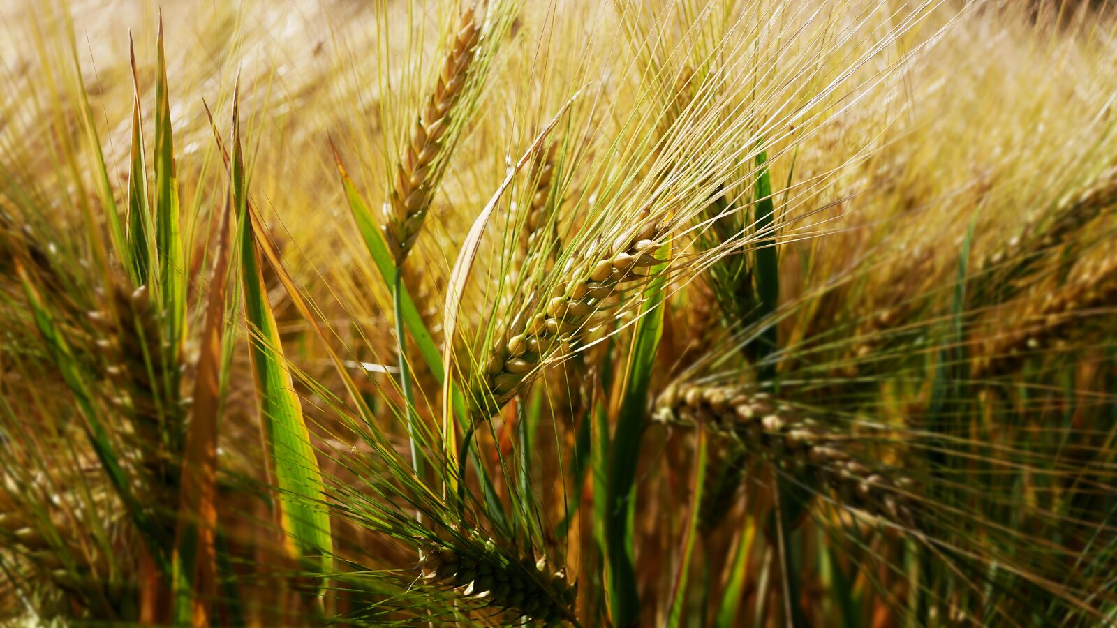 Panasonic Lumix DMC-GX85 (Lumix DMC-GX80 / Lumix DMC-GX7 Mark II) sample photo. Barley, agriculture, grain photography