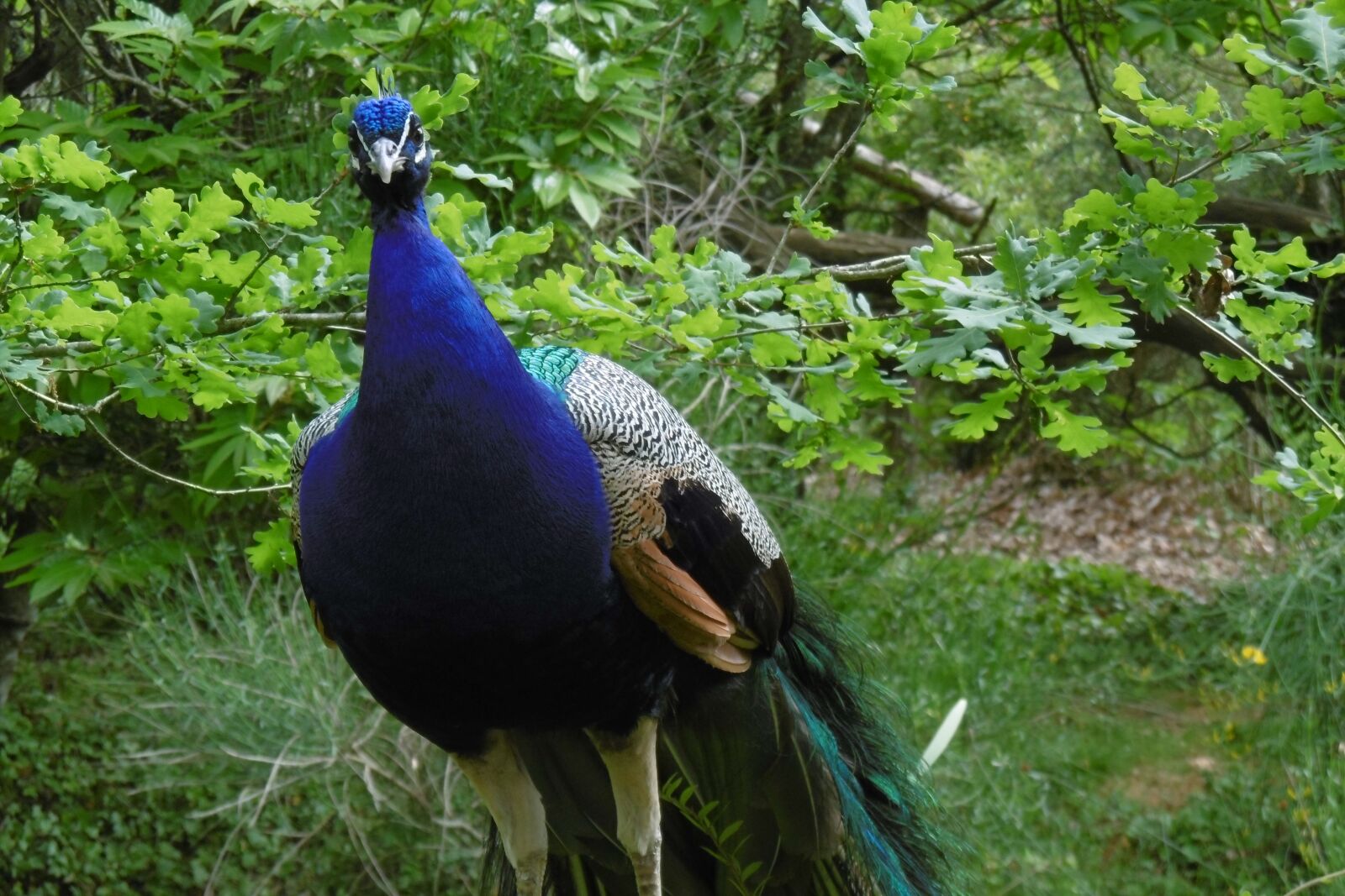 Panasonic DMC-SZ10 sample photo. Peacock, animal, bird photography