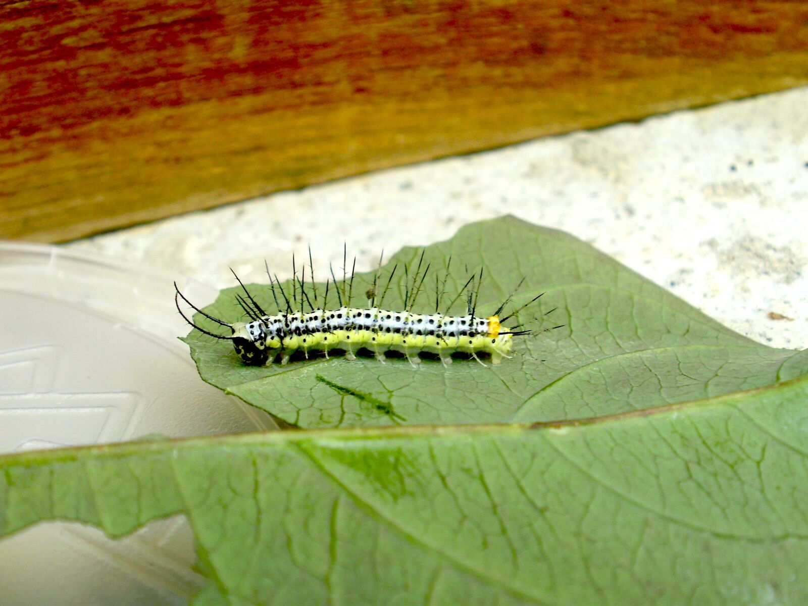 Olympus FE330,X845,C550 sample photo. Caterpillar, green, yellow photography
