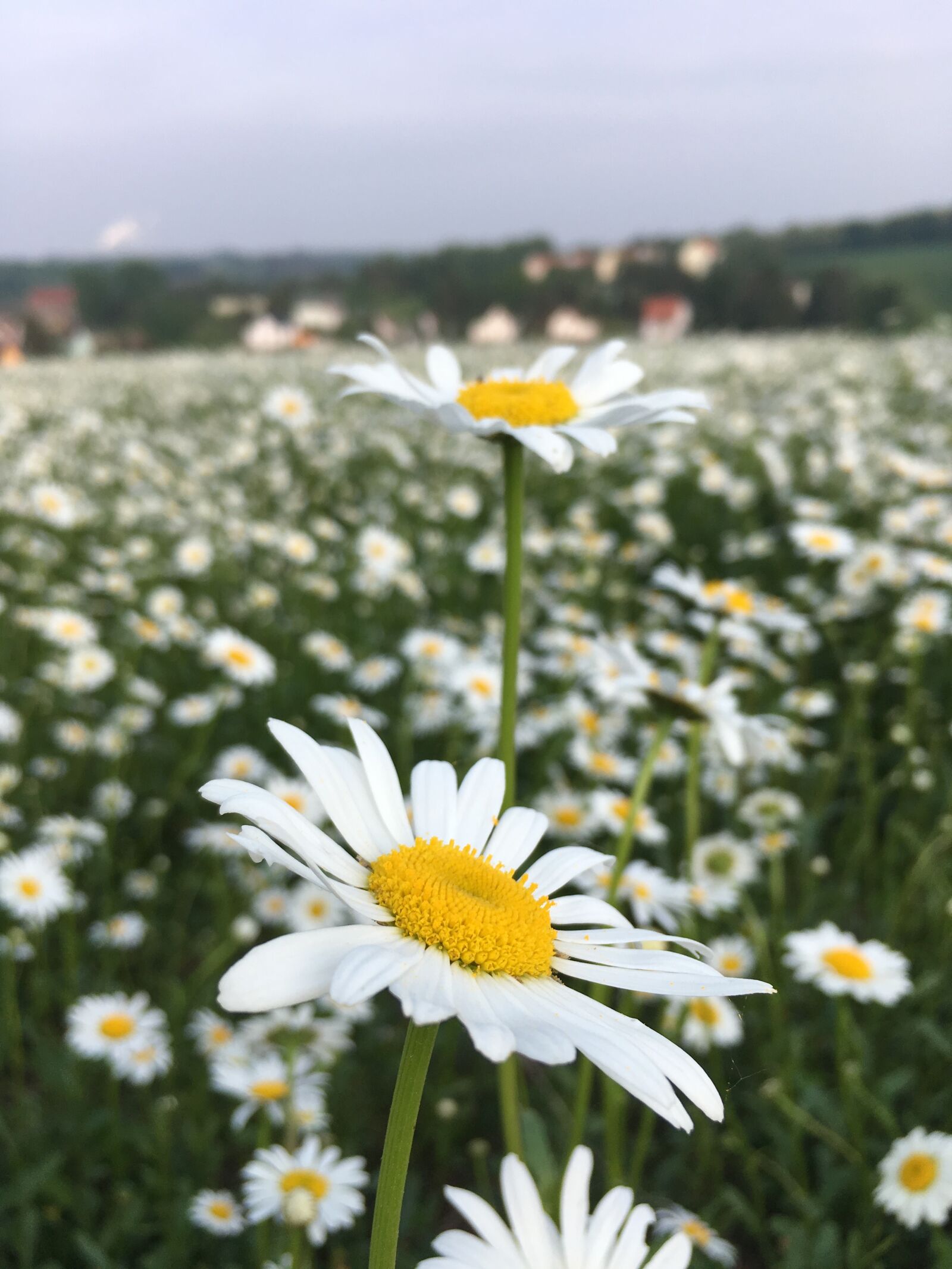 iPhone SE back camera 4.15mm f/2.2 sample photo. Feverfew, white, yellow photography