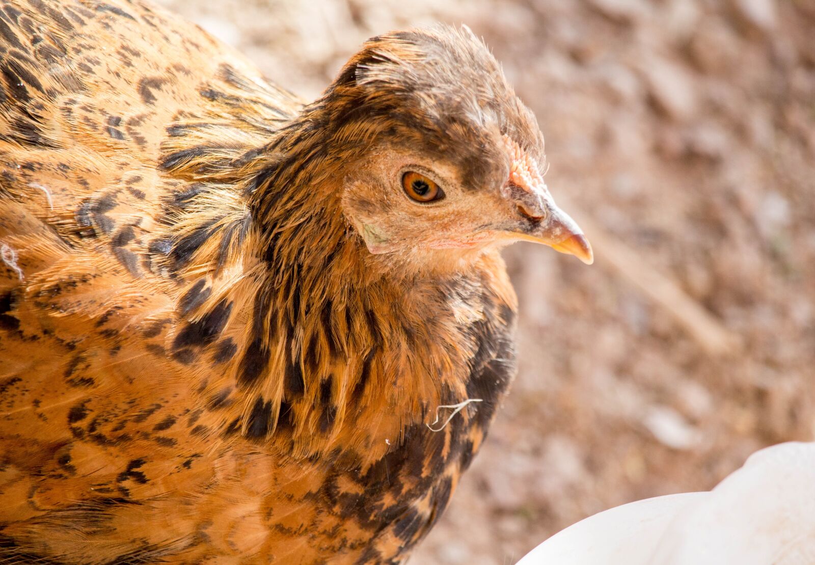 Canon EOS 700D (EOS Rebel T5i / EOS Kiss X7i) sample photo. Nature, animal, bird photography