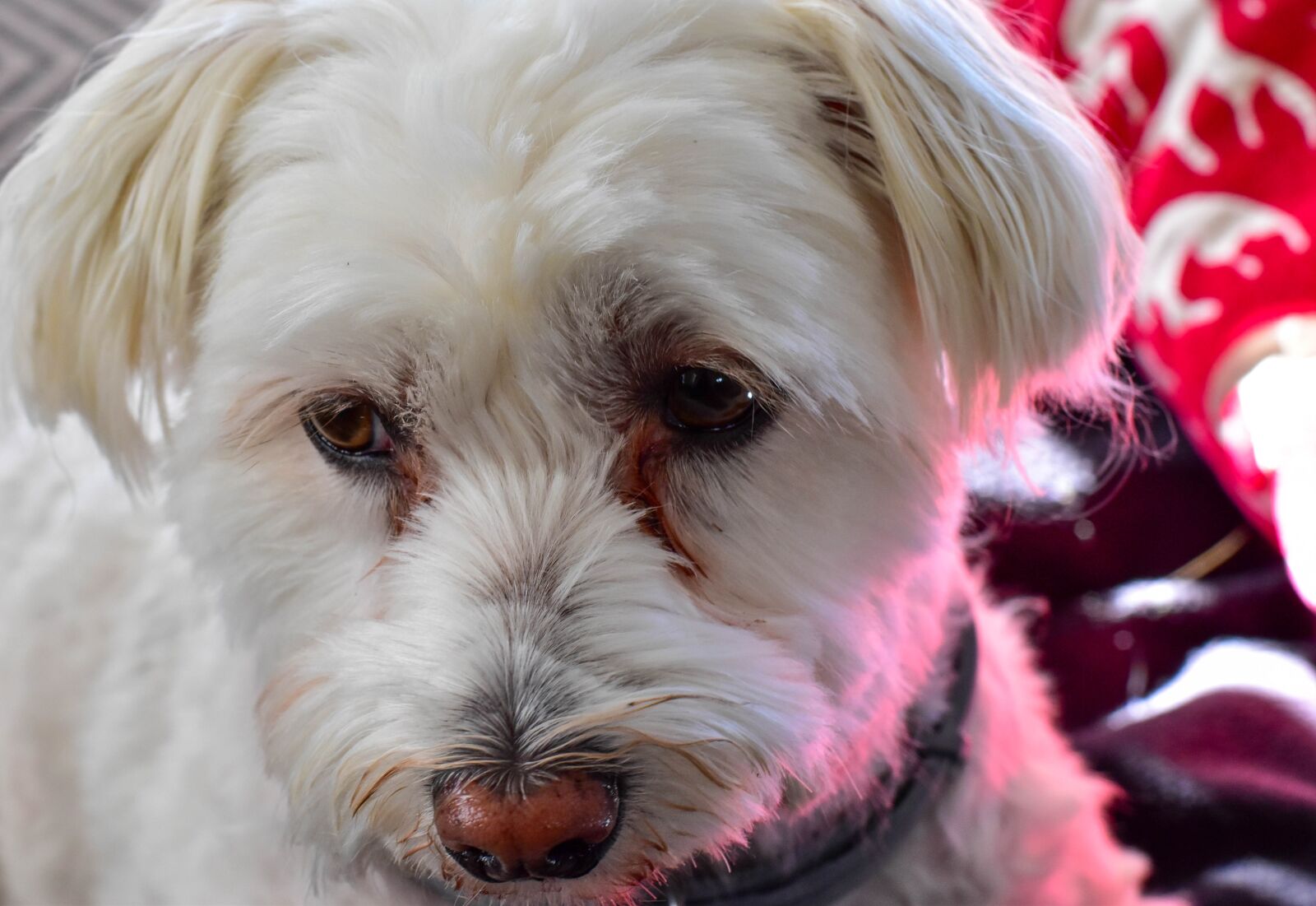 Nikon D5500 sample photo. Dog, pet, maltese poodle photography