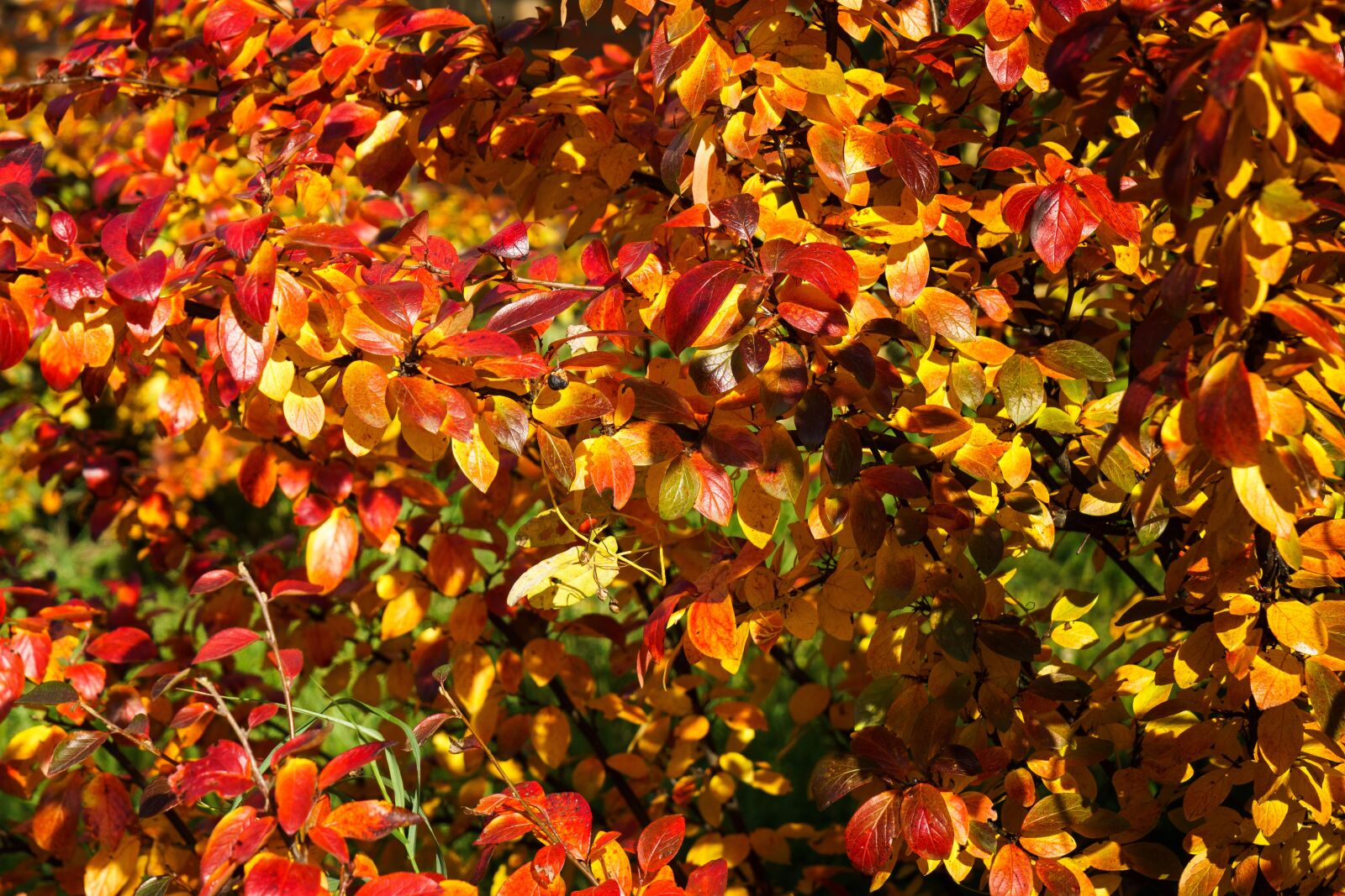 Sony a6300 + Sony Vario Tessar T* FE 24-70mm F4 ZA OSS sample photo. Autumn, foliage, colorful photography