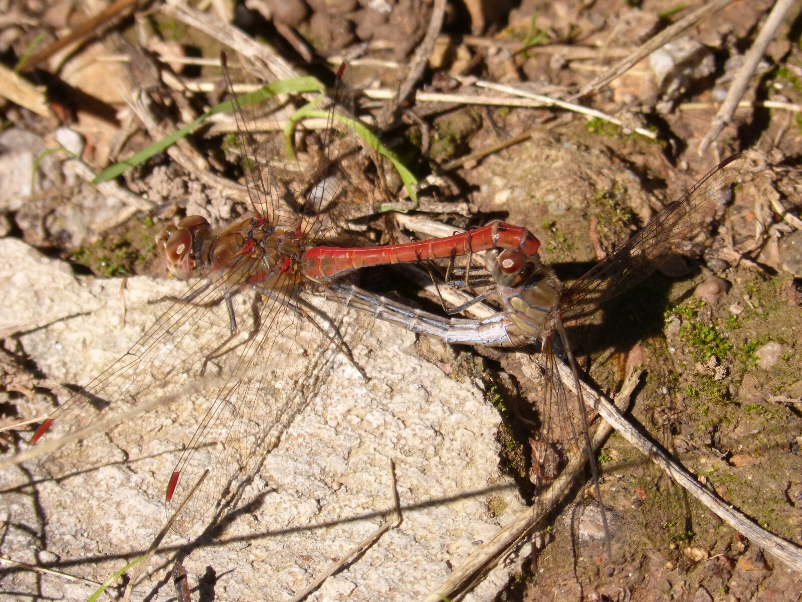 Panasonic DMC-FZ62 sample photo. Dragonflies, reproduction, insect intercourse photography