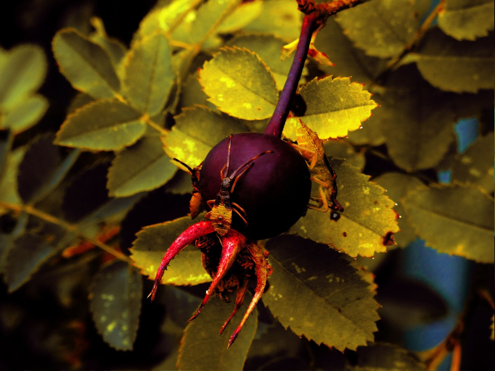 Nikon D3300 sample photo. Insect, nature, berry photography