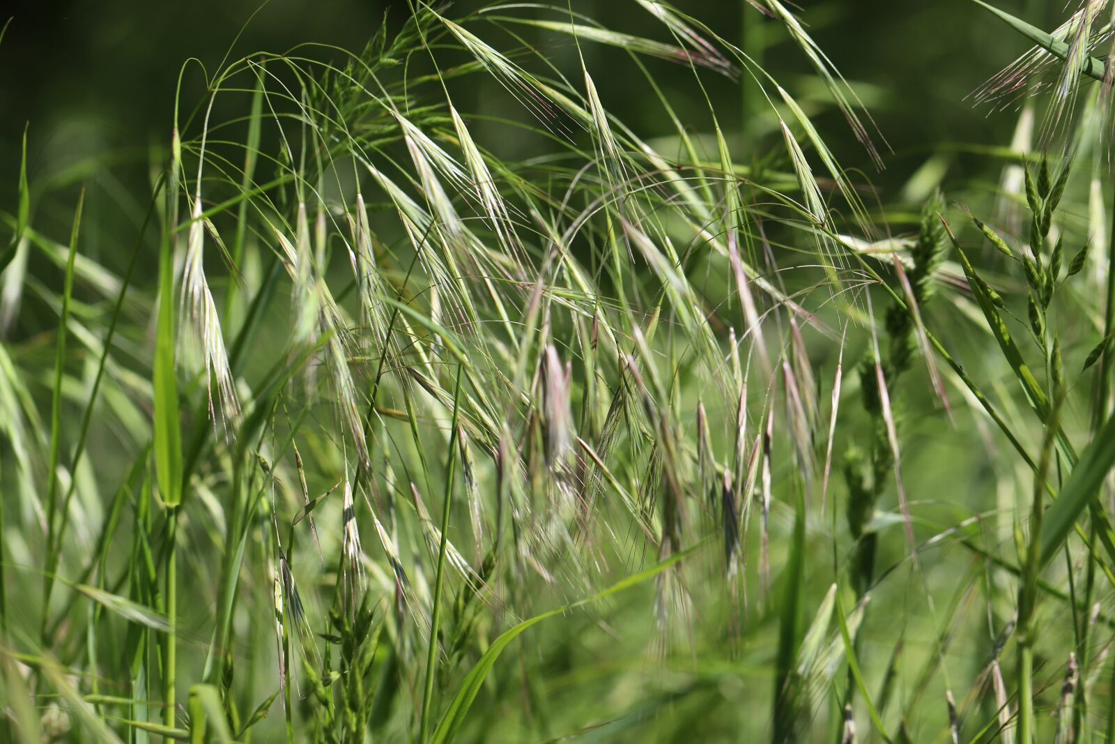 Canon EOS 800D (EOS Rebel T7i / EOS Kiss X9i) + Canon EF 100mm F2.8L Macro IS USM sample photo. Grass, grasses, meadow photography