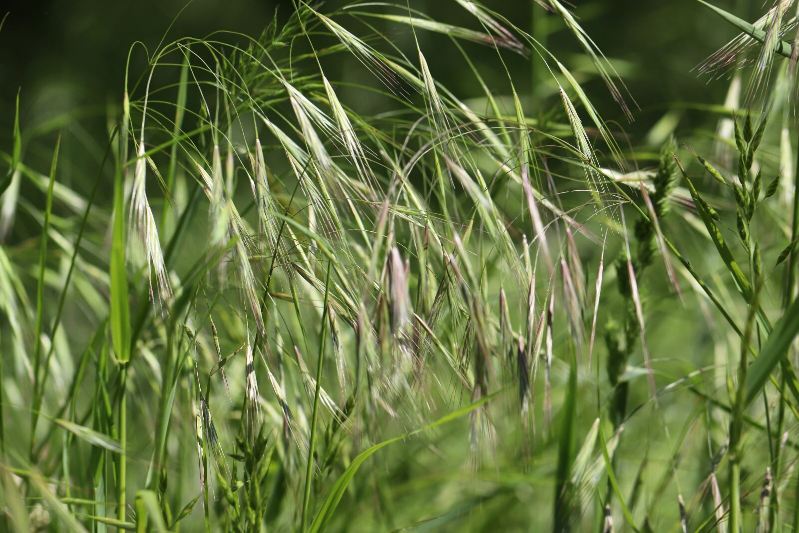 Canon EOS 800D (EOS Rebel T7i / EOS Kiss X9i) sample photo. Grass, grasses, meadow photography