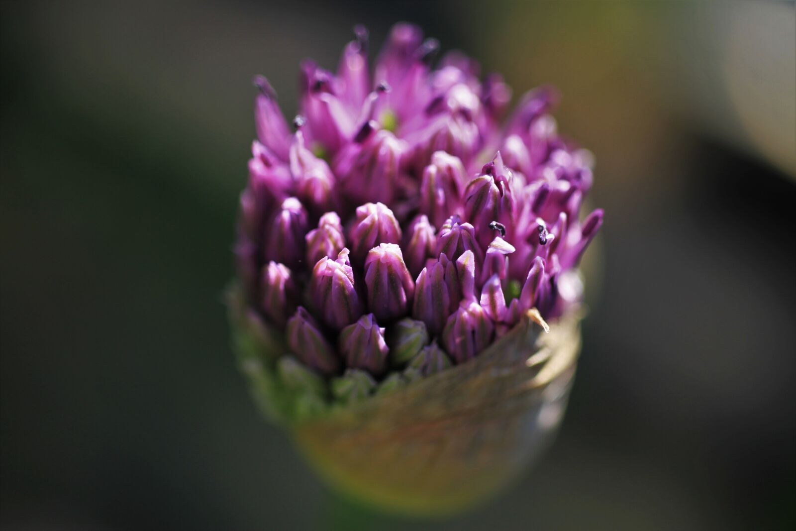 Canon EF-S 35mm F2.8 Macro IS STM sample photo. Ornamental onion, blossom, bloom photography