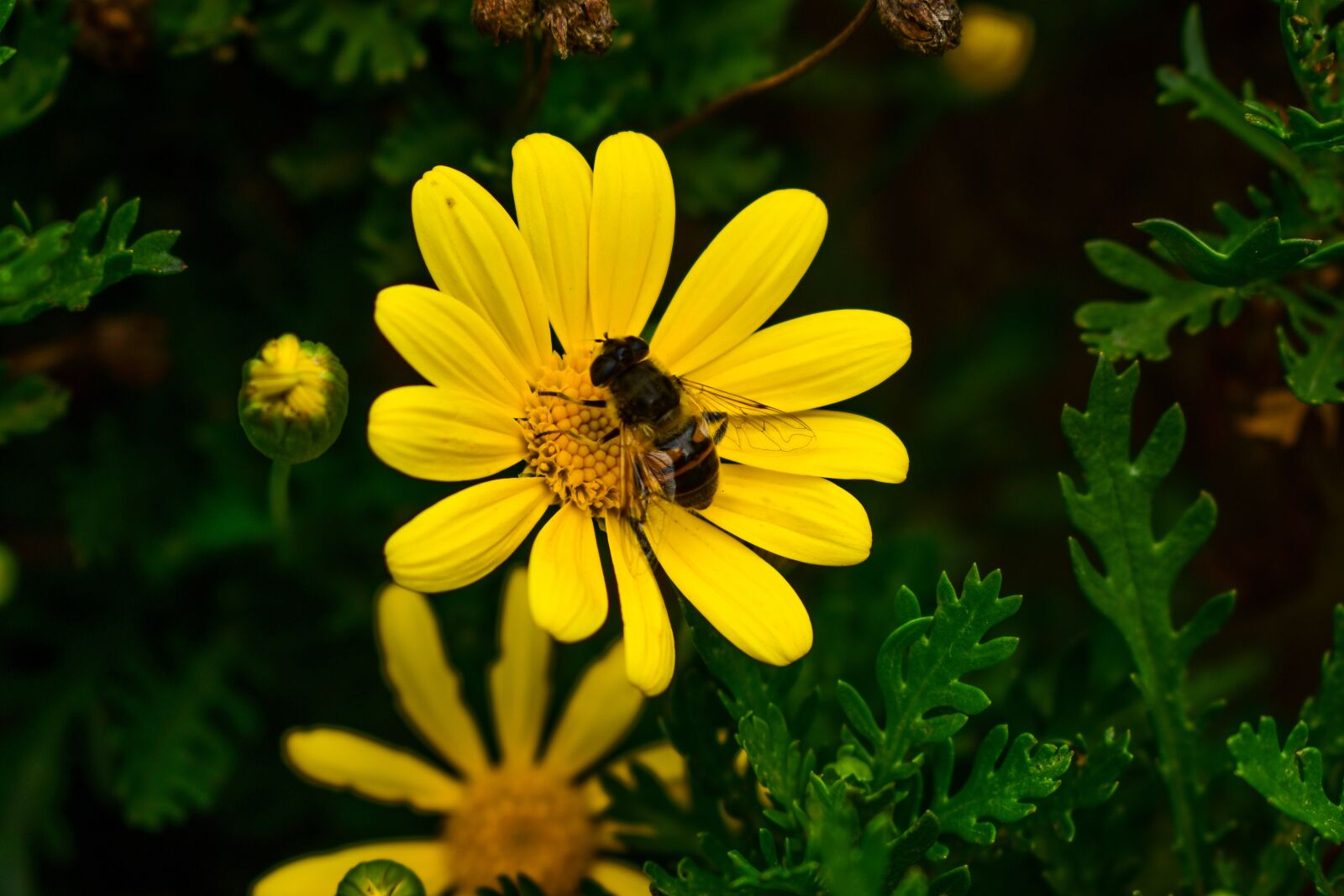 Nikon D3400 sample photo. Nature, plant, flower photography
