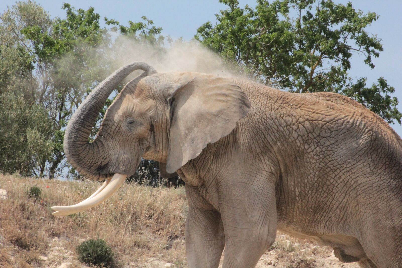 Canon EOS 550D (EOS Rebel T2i / EOS Kiss X4) sample photo. Elephant, africa, animal photography
