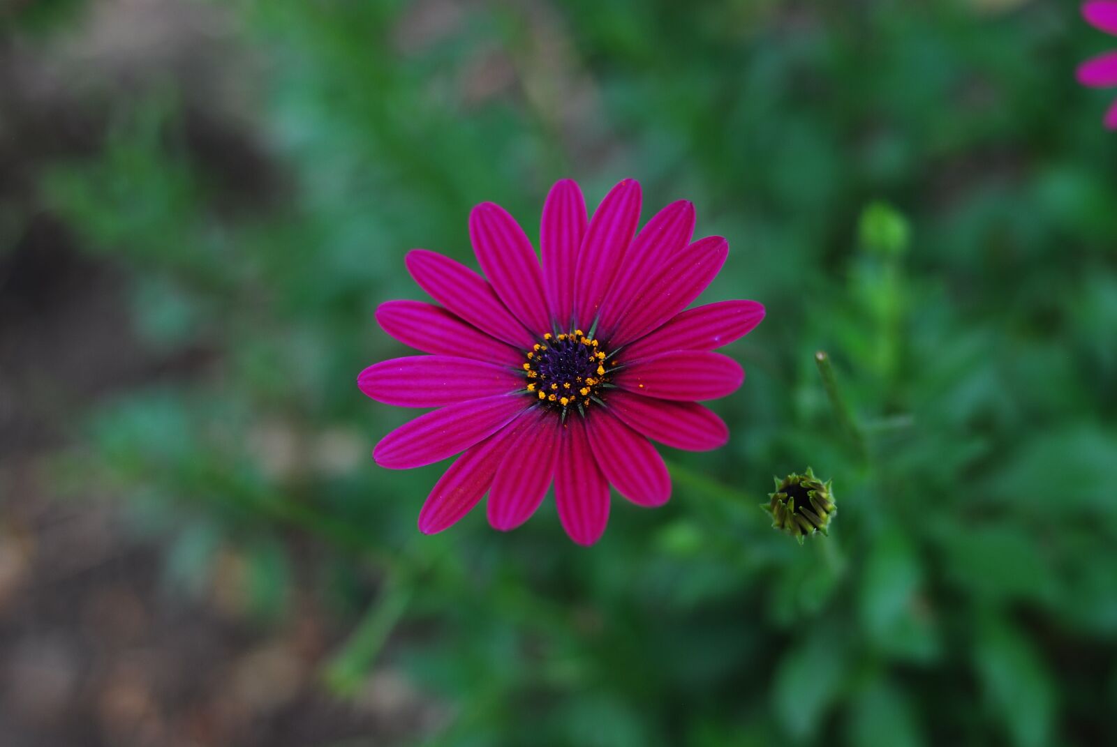 Nikon D60 sample photo. Linda flower, nature, plant photography