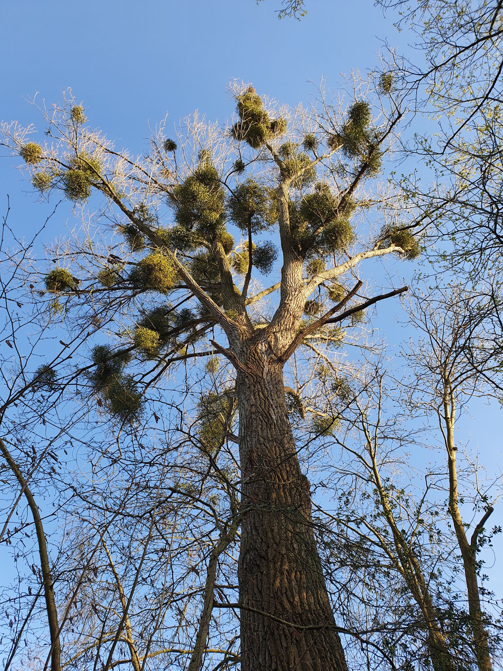 Samsung Galaxy S10 sample photo. Tree, mistletoe, tribe photography