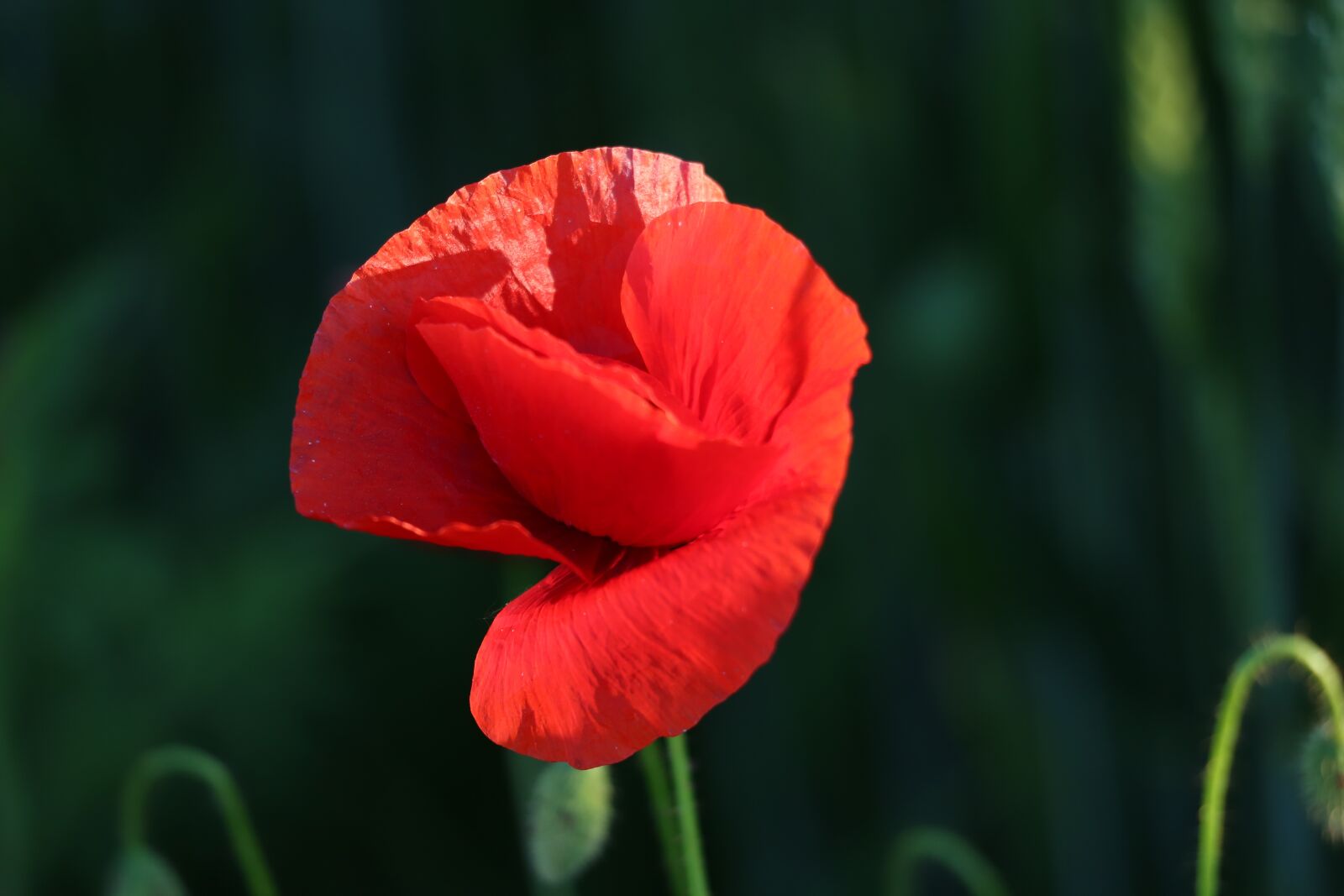 Canon EF 70-300 F4-5.6 IS II USM sample photo. Single red poppy, blooming photography