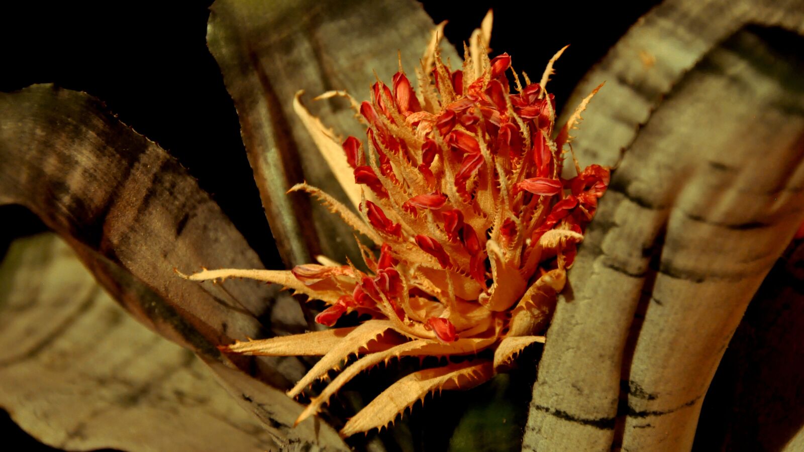 Nikon D90 sample photo. Macro, bromeliad, flower photography