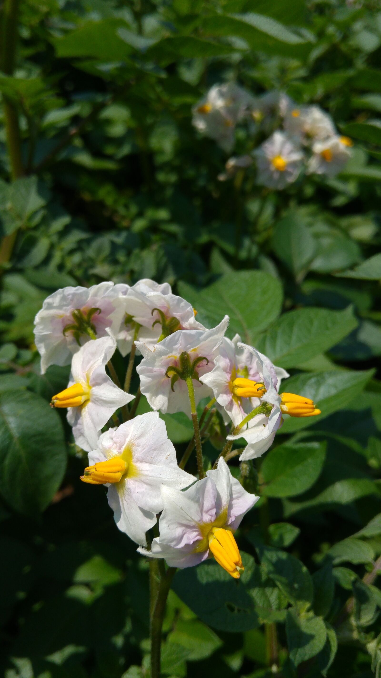 LG G4 sample photo. Flower of potato, food photography