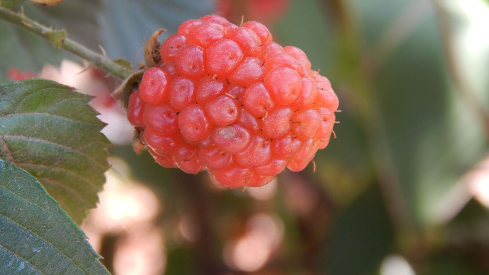 Nikon Coolpix L820 sample photo. Fruit, mora, berry photography
