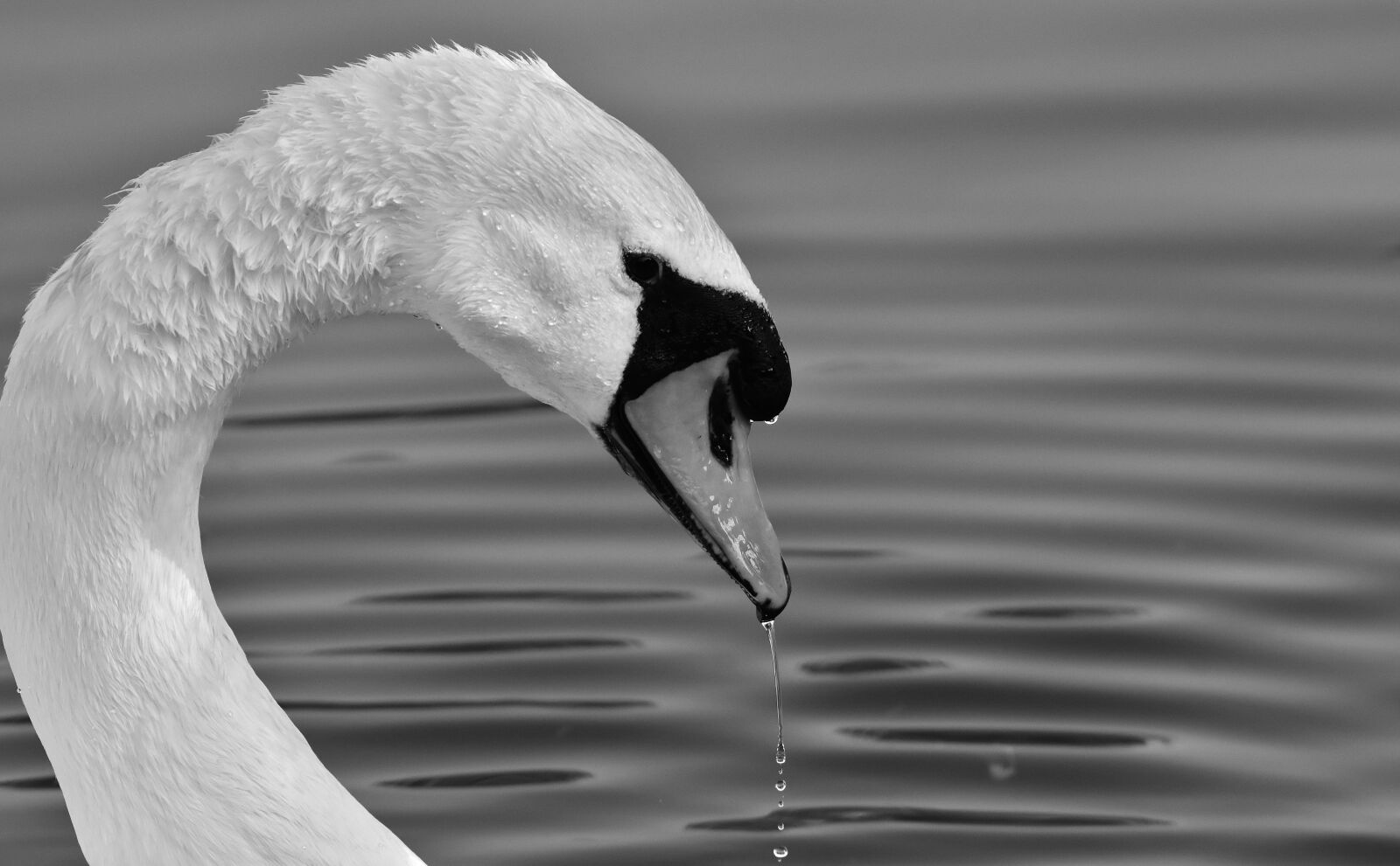 Nikon D7200 sample photo. Swan, feather, plumage photography