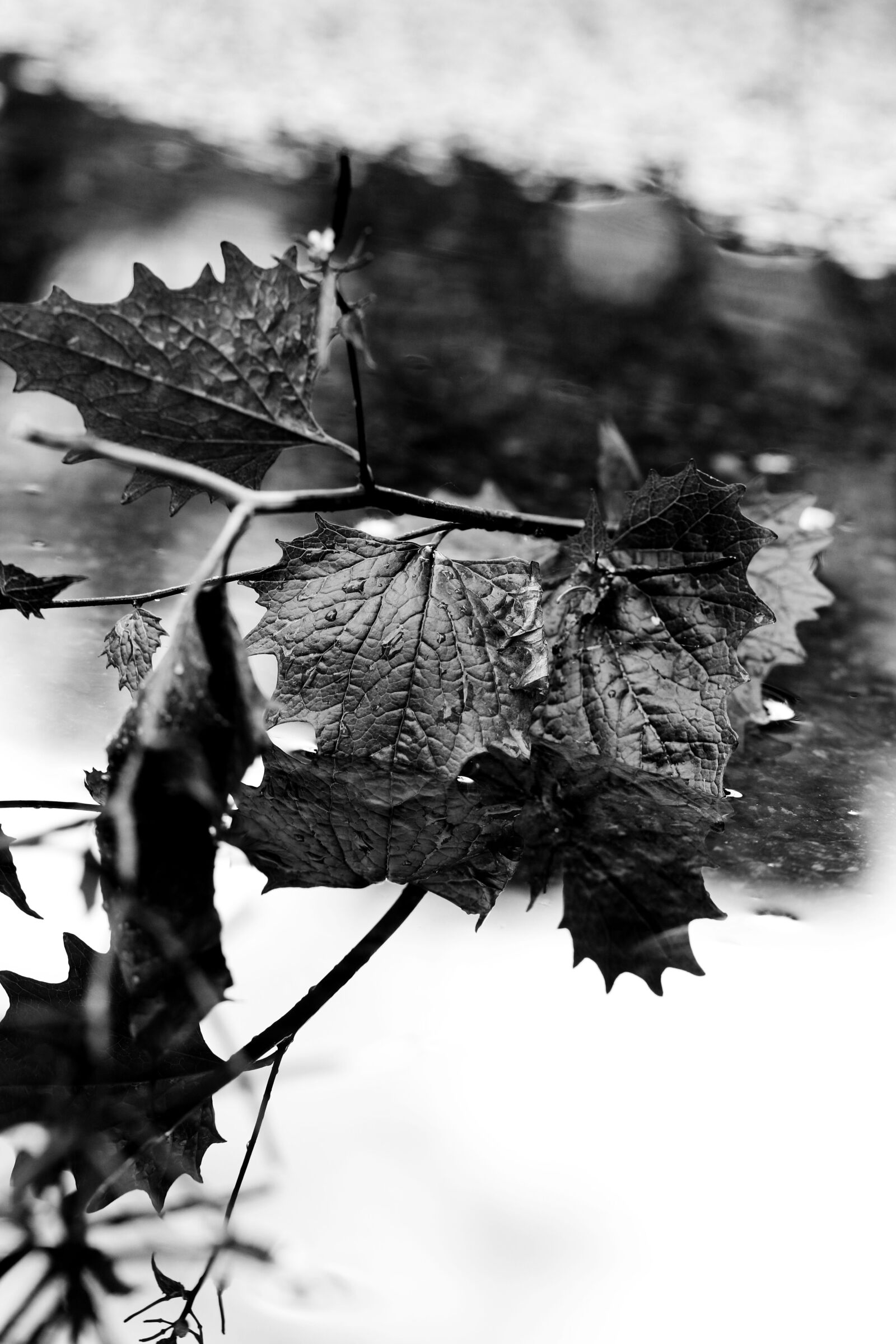 Canon EOS 7D Mark II sample photo. Leaf, puddle, water photography