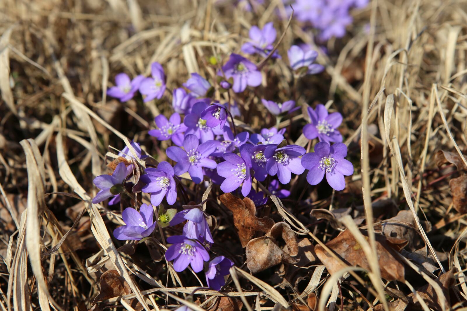 Canon EOS 6D + Canon EF 24-70mm F2.8L USM sample photo. Flower, blue, spring hepatica photography