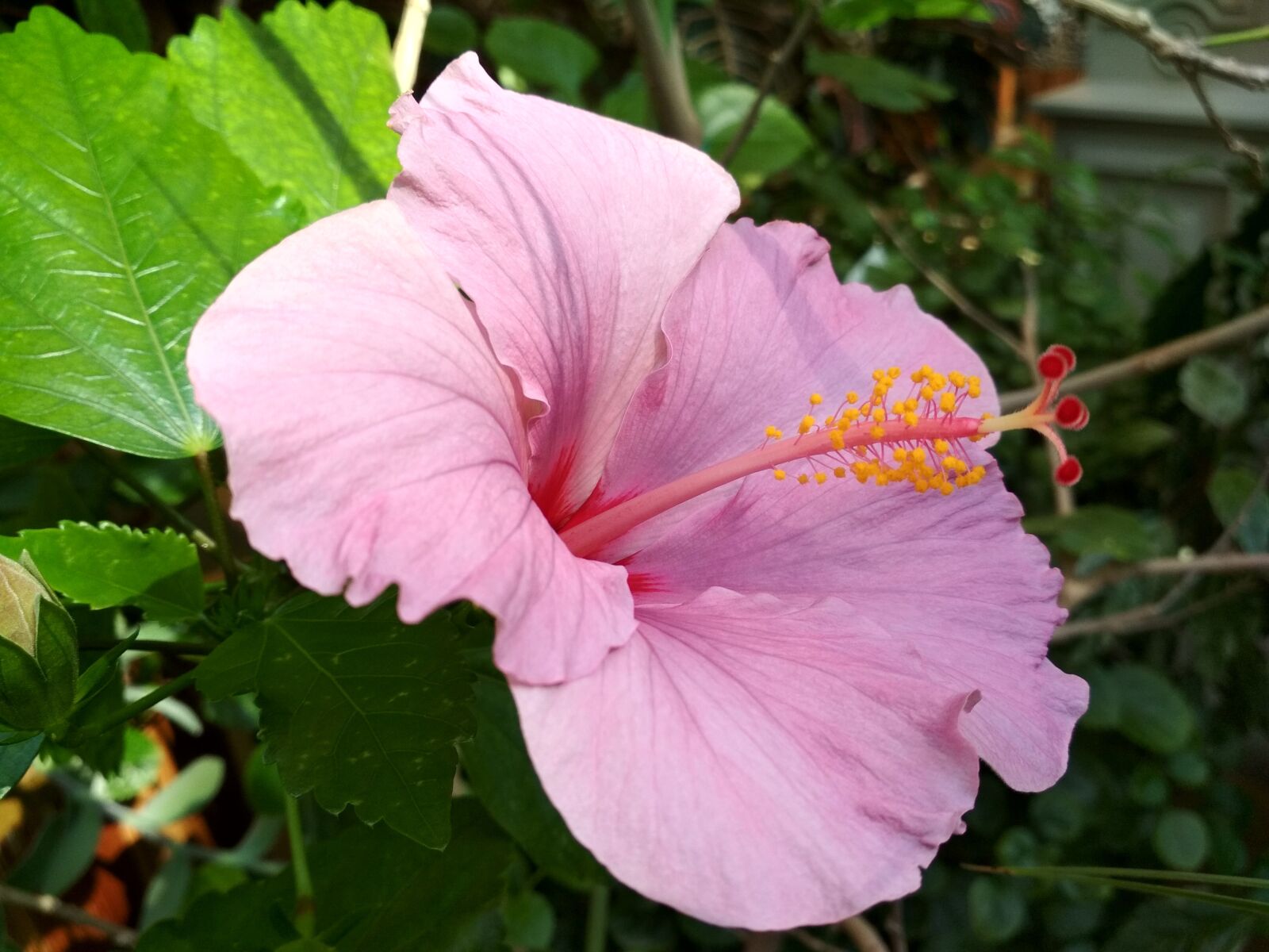 Xiaomi Redmi 4X sample photo. Hibiscus, flower, plant photography