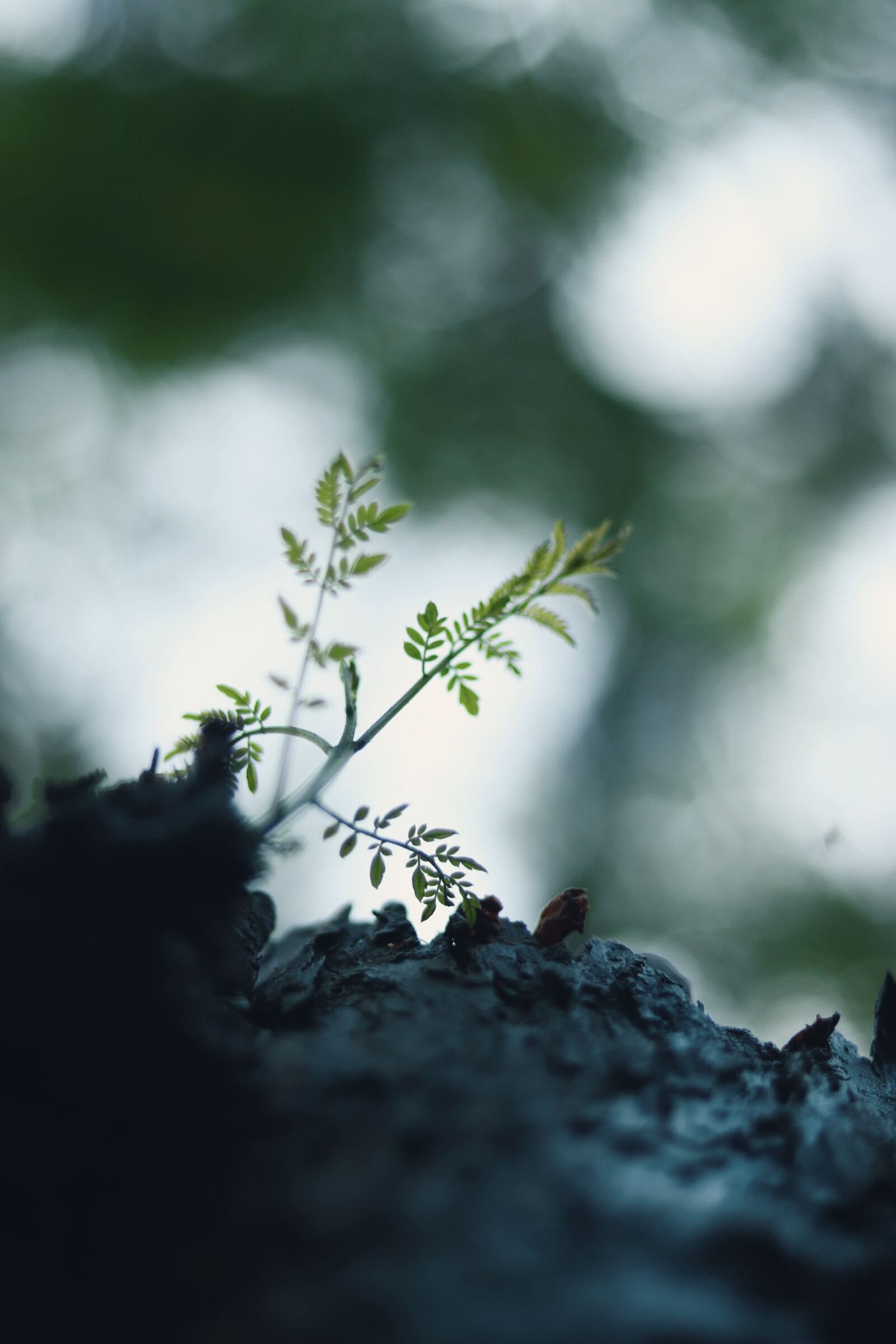 Canon EOS 77D (EOS 9000D / EOS 770D) + Canon EF 50mm F1.8 STM sample photo. Bokeh, tree, nature photography
