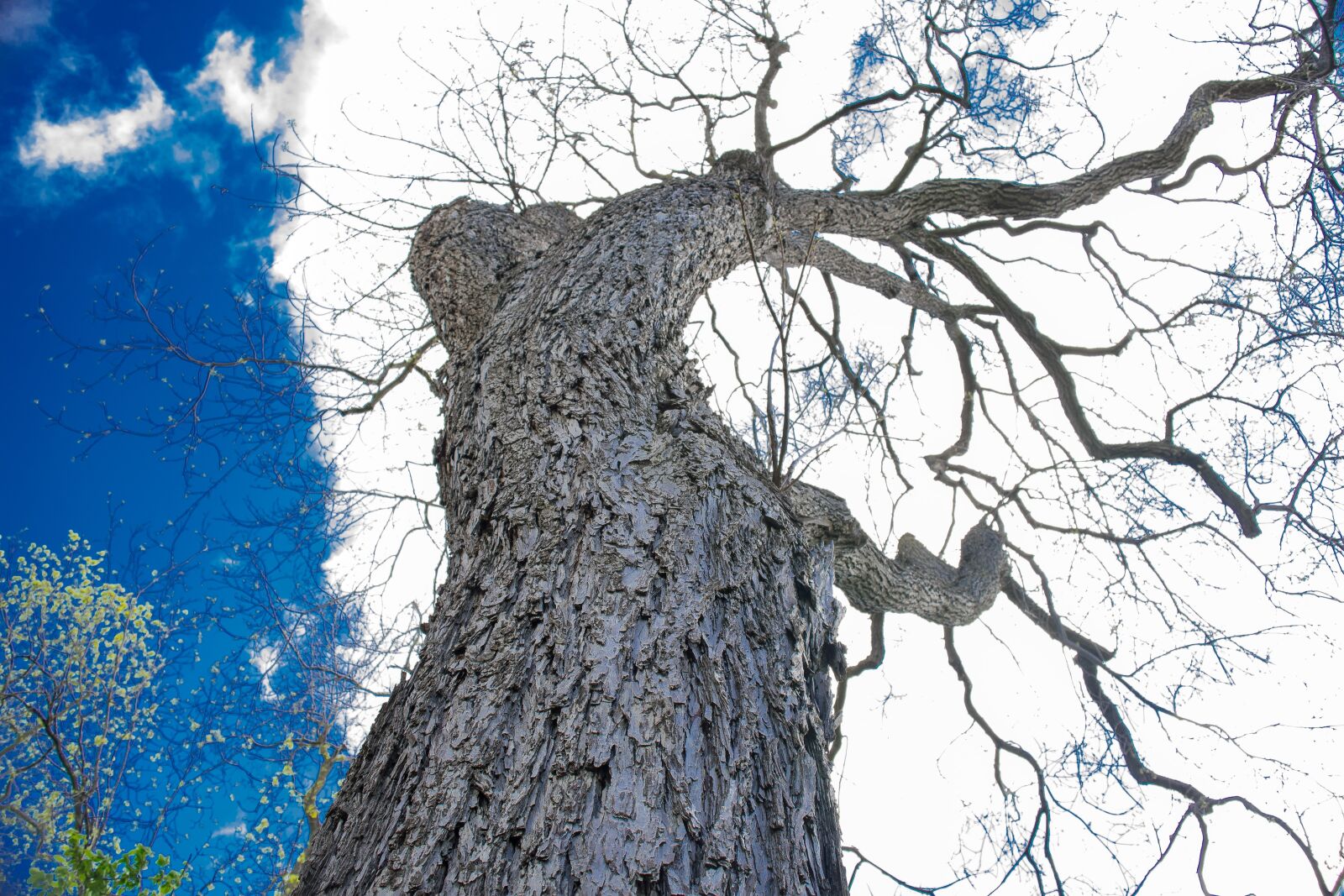 Nikon D3300 sample photo. Tree, sky, outdoor photography