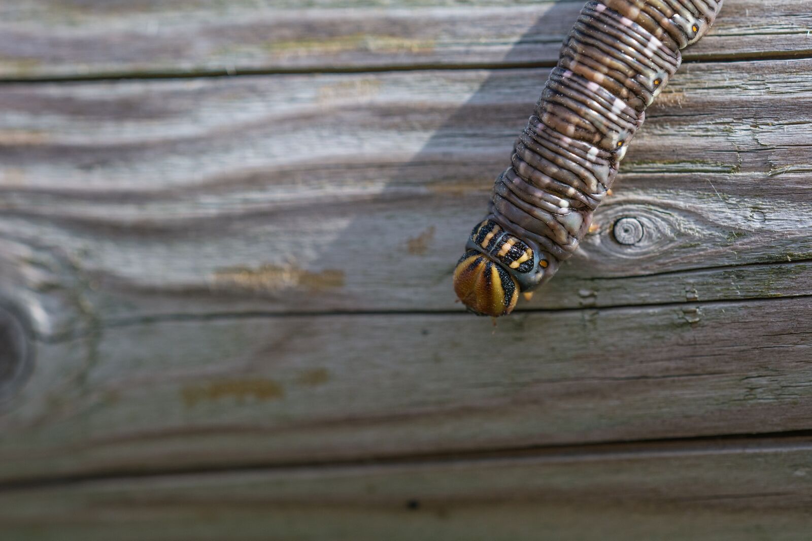 Nikon D7100 sample photo. Kiefernschwaermer, caterpillar, sphinx pinastri photography