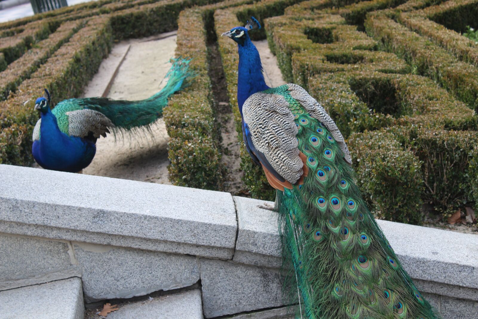 Canon EOS 1200D (EOS Rebel T5 / EOS Kiss X70 / EOS Hi) sample photo. Turkey, royal, animals photography