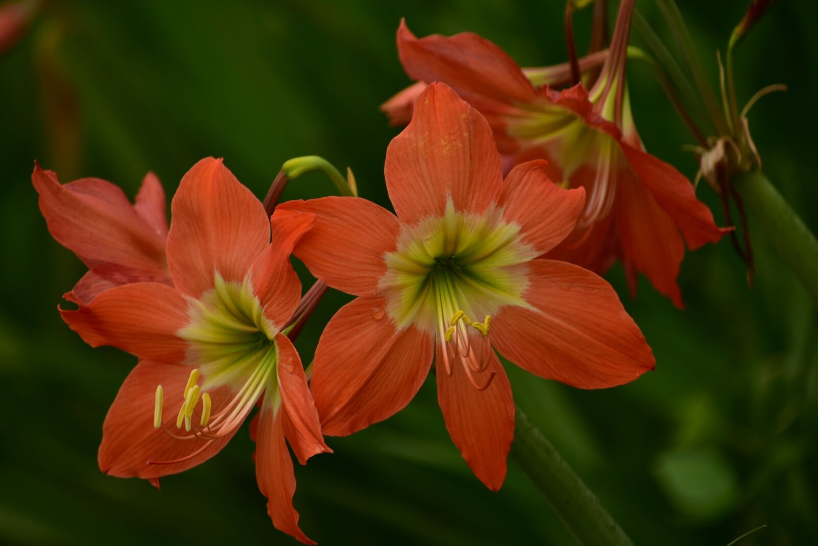 Nikon D3400 sample photo. Lily, flower, petal photography