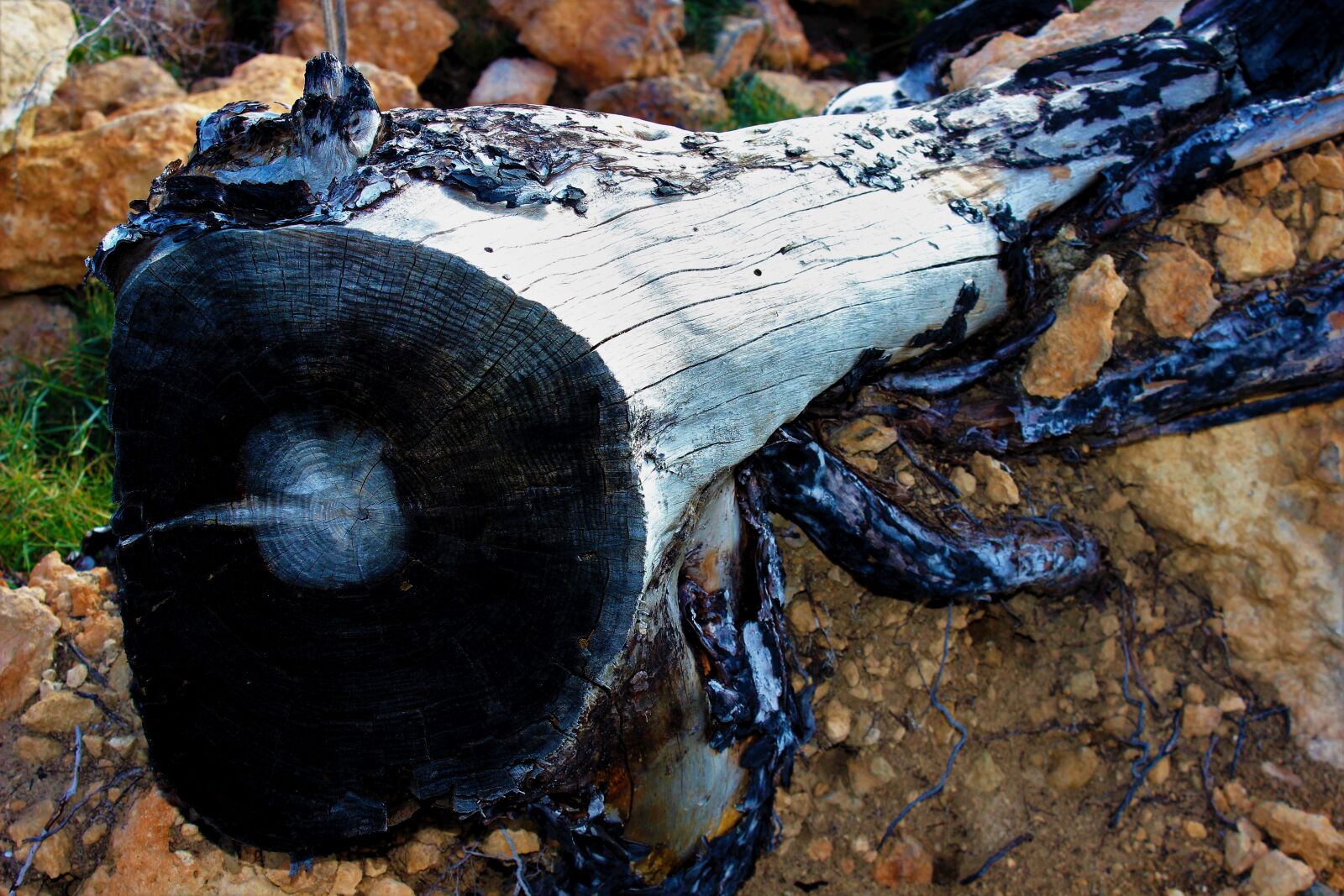 Canon EOS 600D (Rebel EOS T3i / EOS Kiss X5) sample photo. Wood, forest fire, trees photography