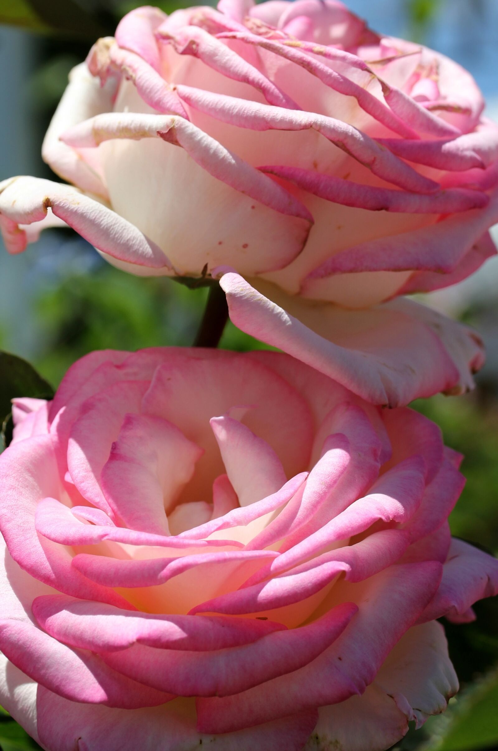 Canon EF-S 60mm F2.8 Macro USM sample photo. Rose, pink, flower photography