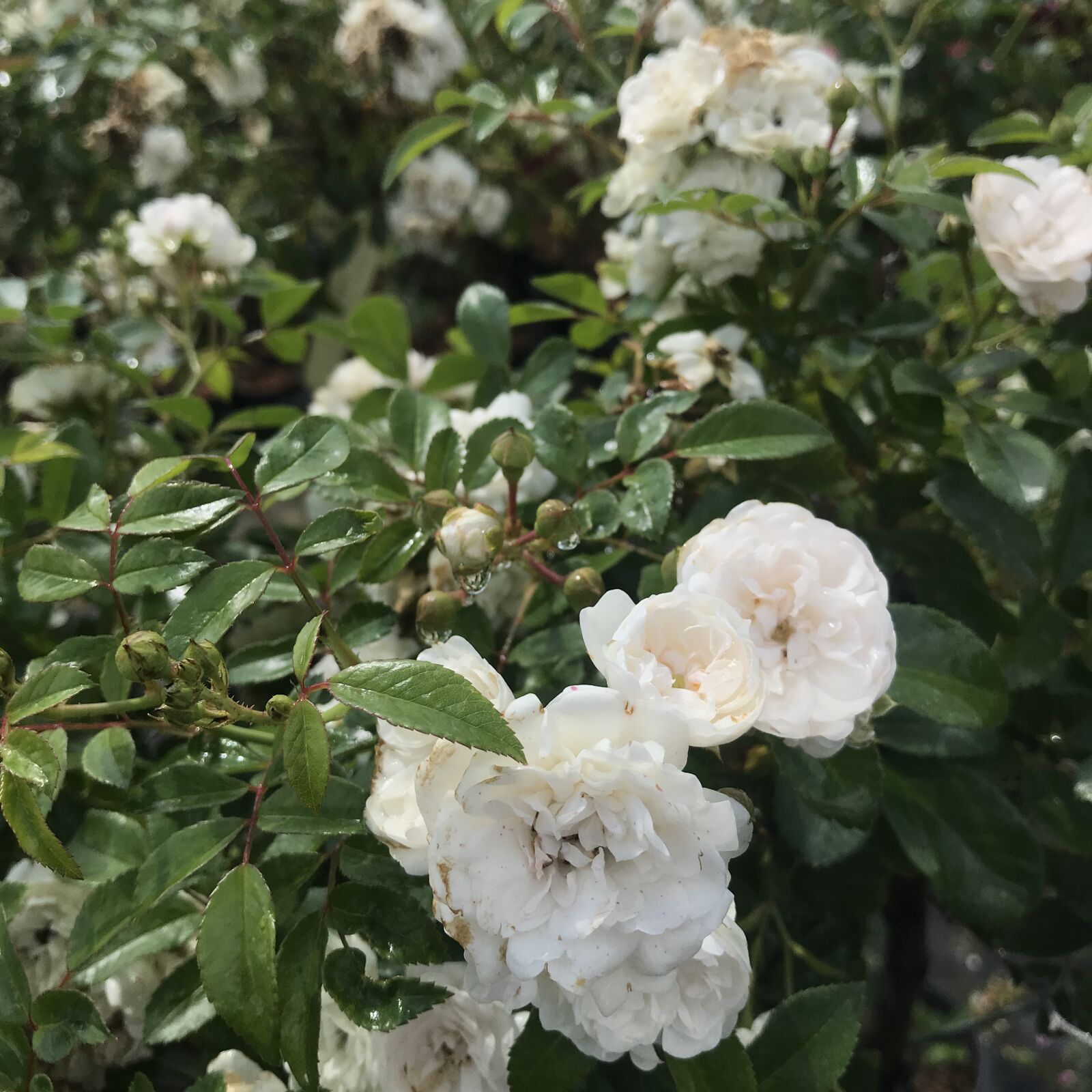iPhone 7 back camera 3.99mm f/1.8 sample photo. Roses, bush, flowers photography