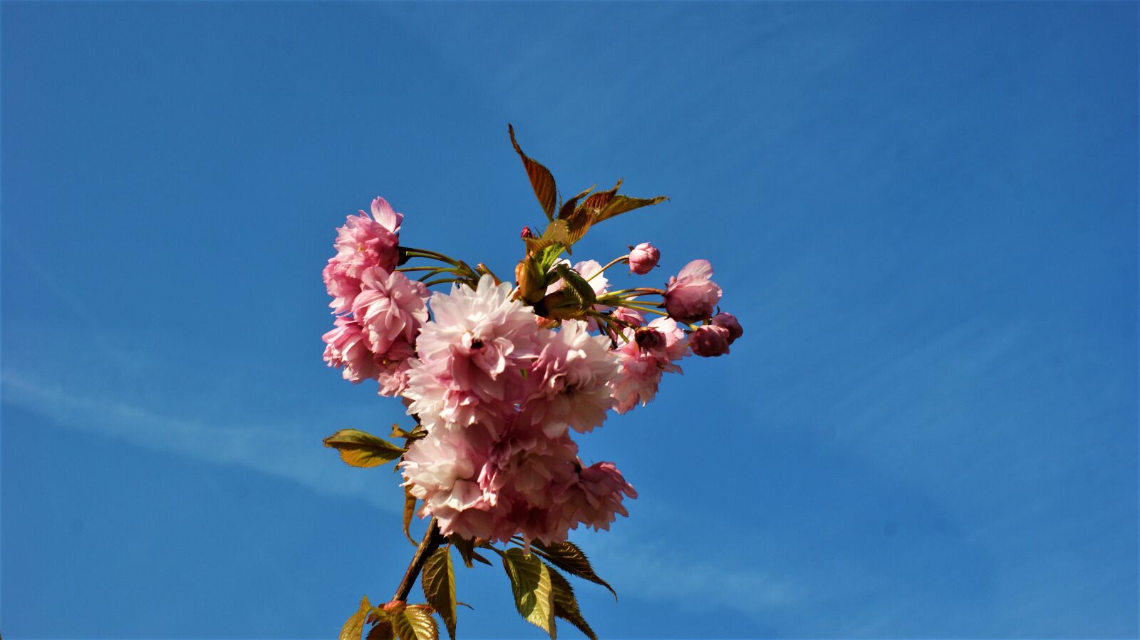 Sony Alpha DSLR-A350 sample photo. Prunus, pink, blossom photography