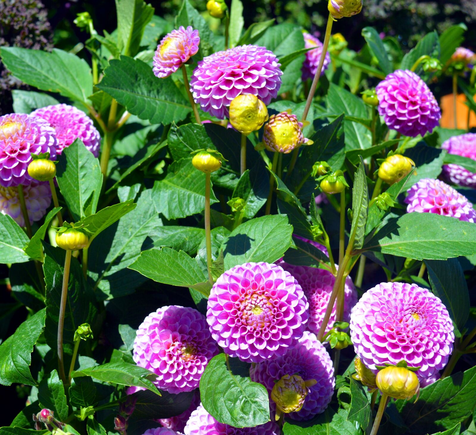 Nikon D3200 sample photo. Dahlia, pompon dahlia, composites photography