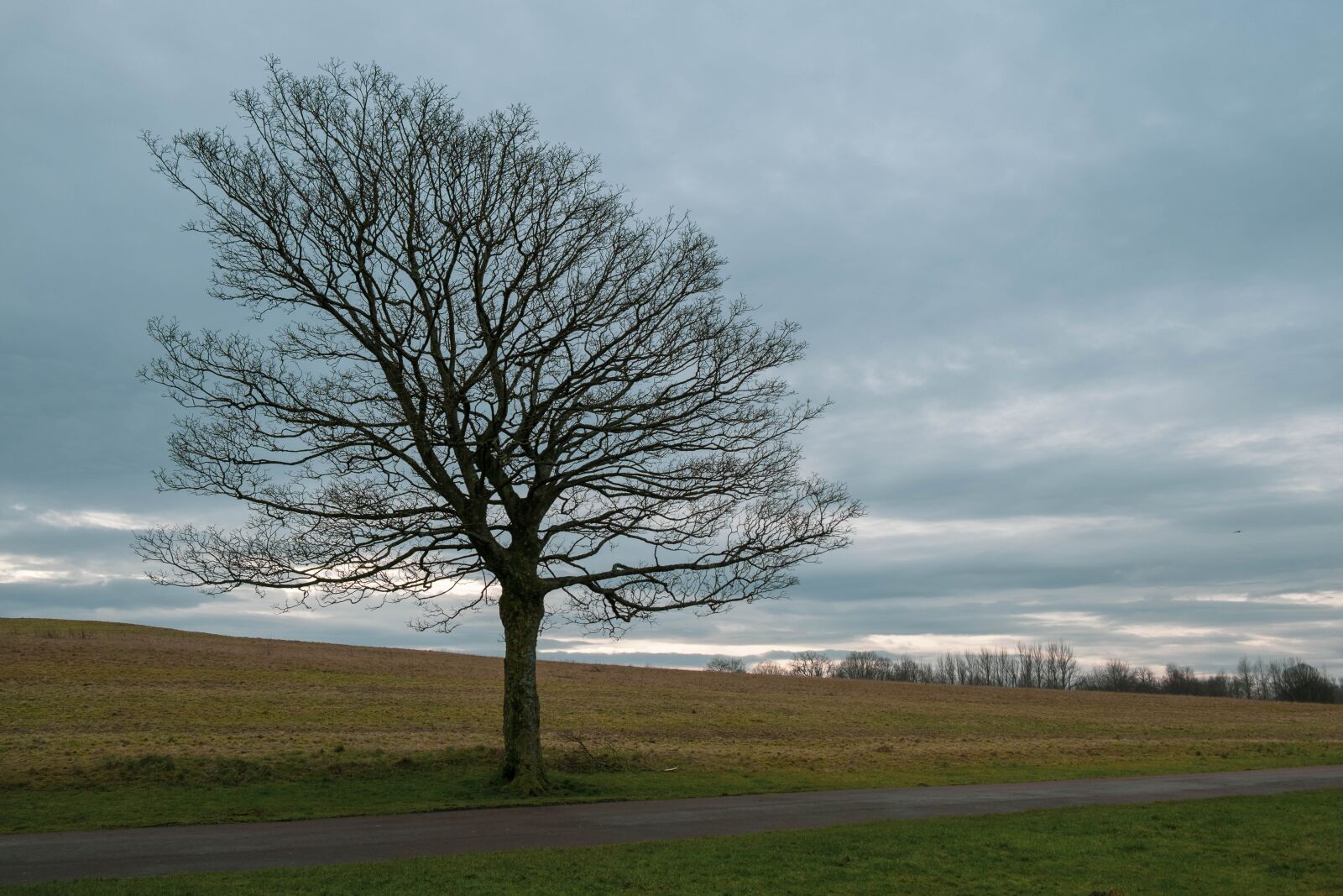 Fujifilm X-T3 sample photo. Winter, tree, path photography
