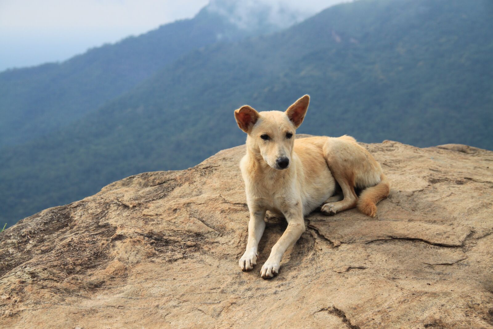 Canon EOS 500D (EOS Rebel T1i / EOS Kiss X3) sample photo. Dog, mountains, travel photography