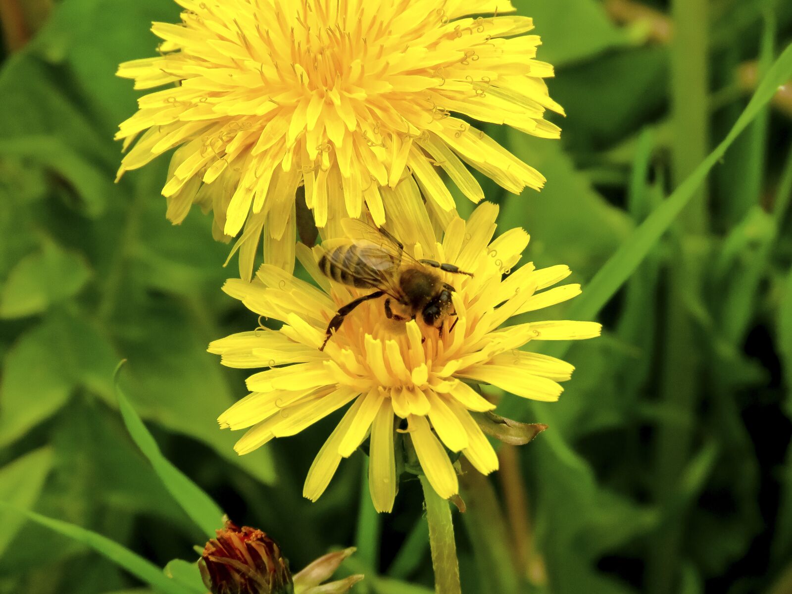Canon PowerShot SX60 HS sample photo. Dandelion, flower, bee photography
