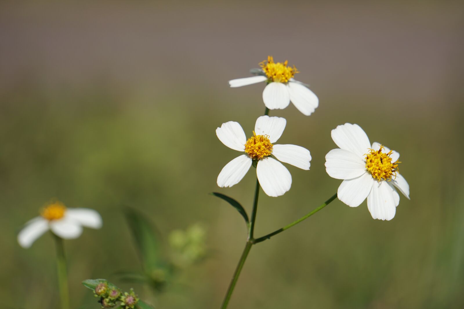 Sony a6300 + Sony E 55-210mm F4.5-6.3 OSS sample photo. Wildflowers, morning, flower photography