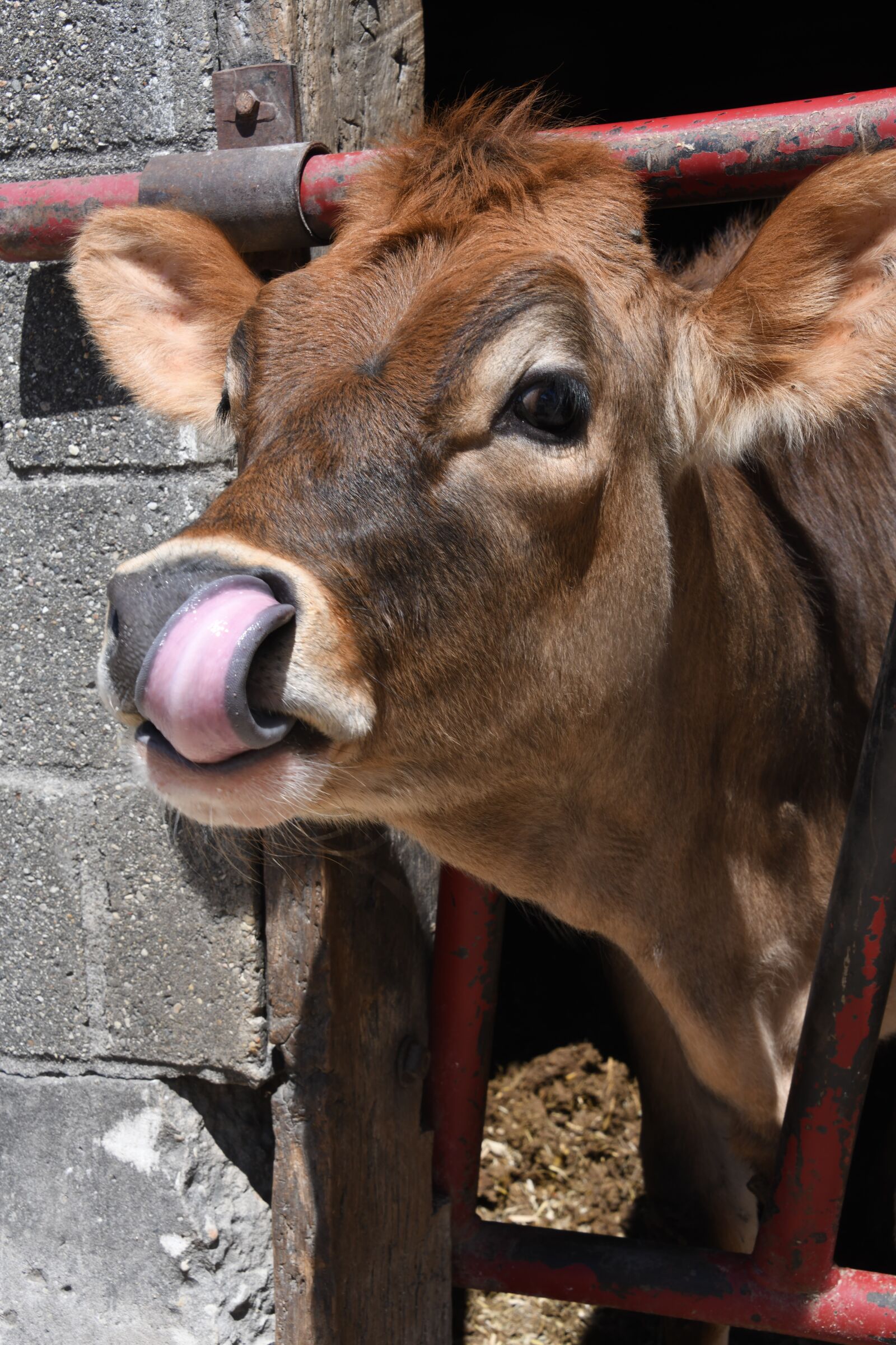 Nikon D850 sample photo. Cow, farm, barnyard photography