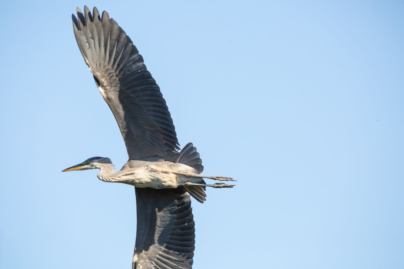 Canon EOS 5D Mark III + 150-600mm F5-6.3 DG OS HSM | Contemporary 015 sample photo. Heron flying, heron, grey photography