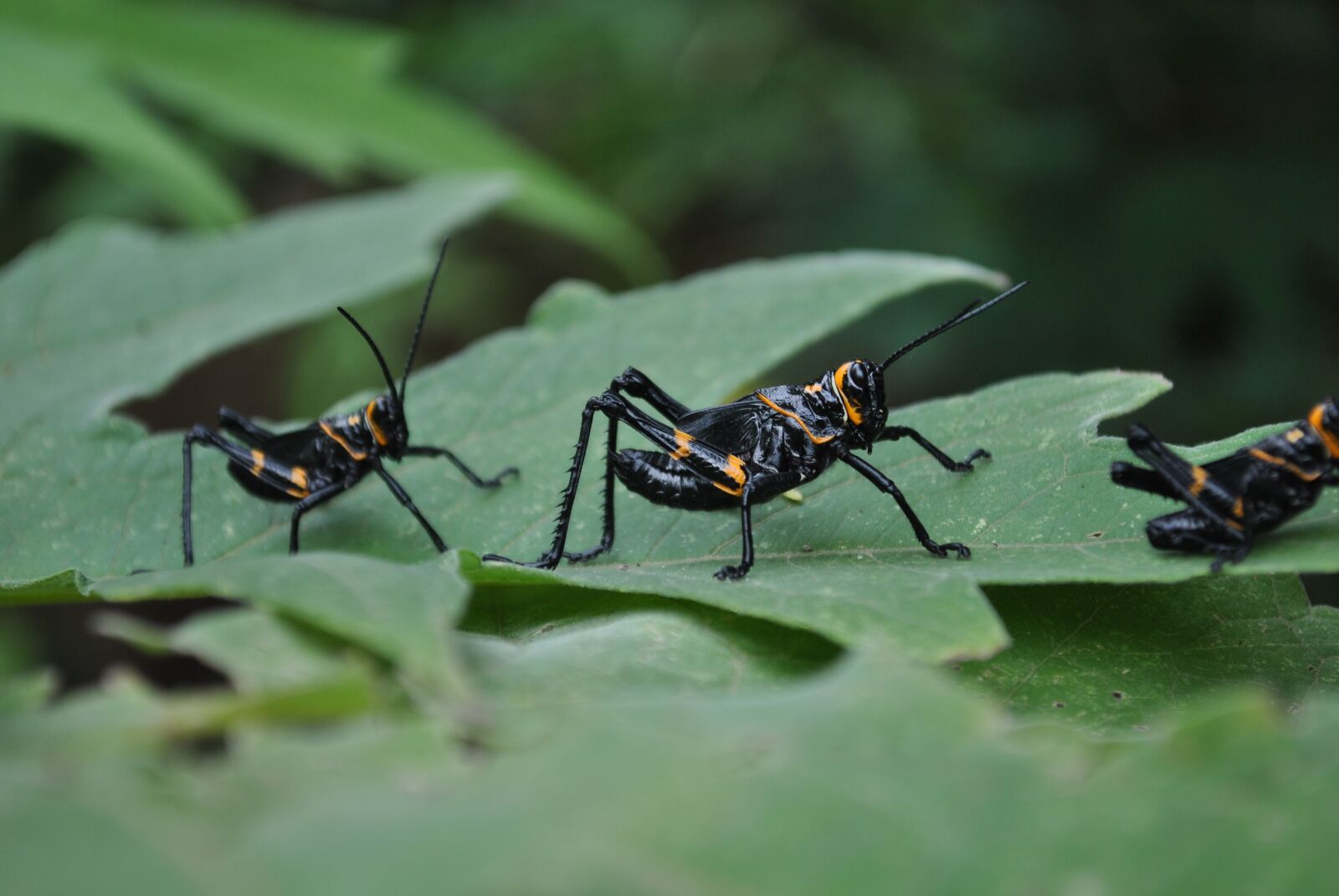 Nikon D3000 sample photo. Insects, chapulines, nature photography