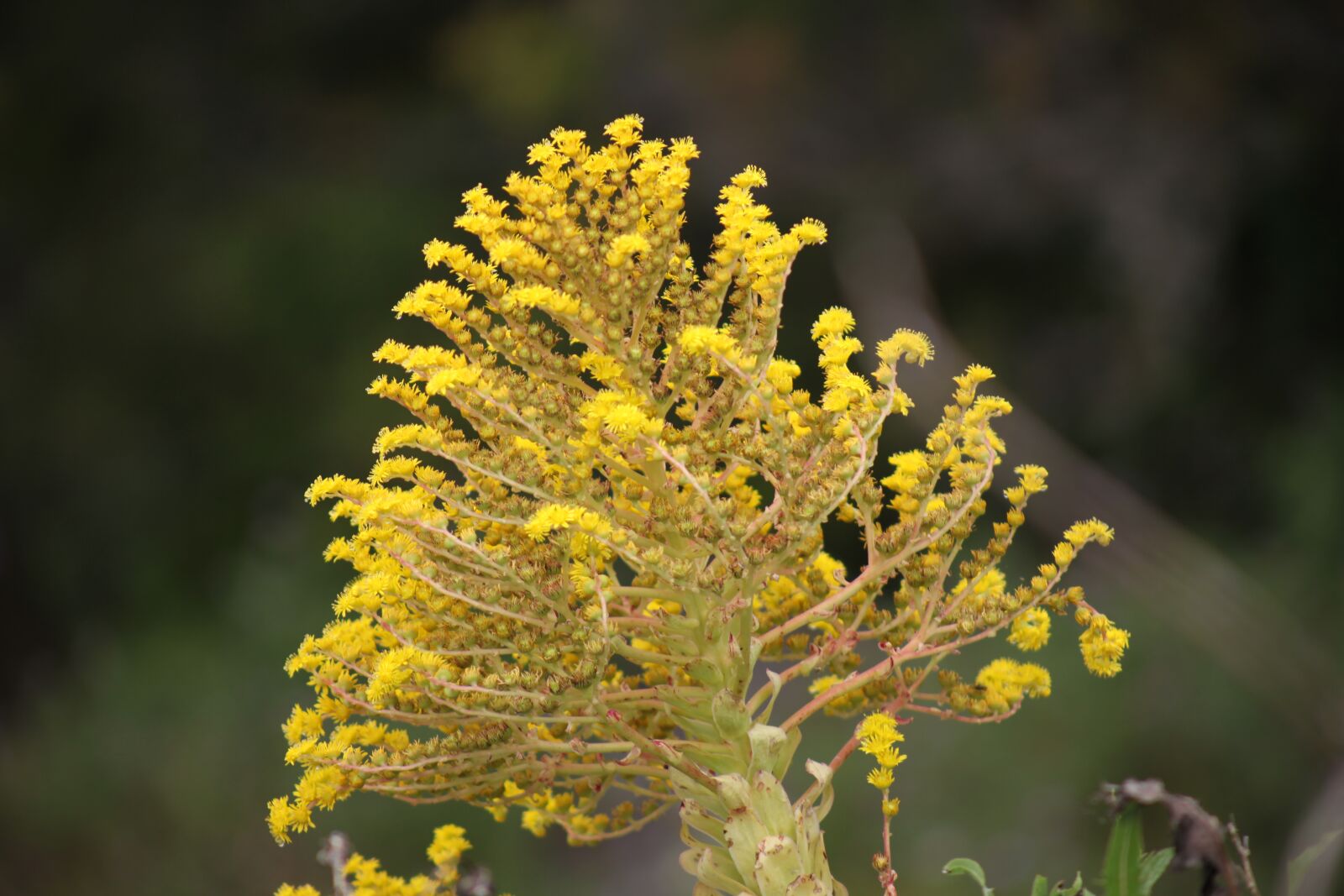 Canon EOS 5D Mark II sample photo. Canary islands, iron, nature photography
