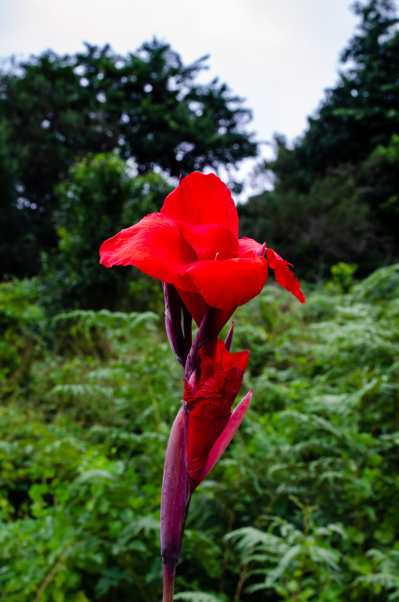 Nikon D5100 sample photo. Red canna lily photography