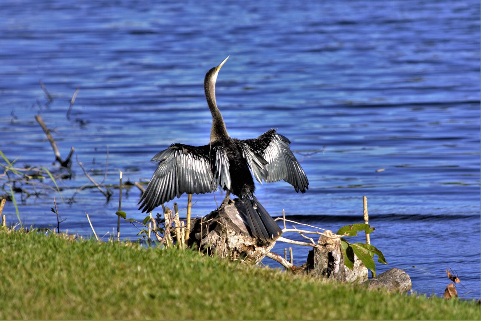 Nikon D7100 sample photo. Bird, american darter, sunning photography