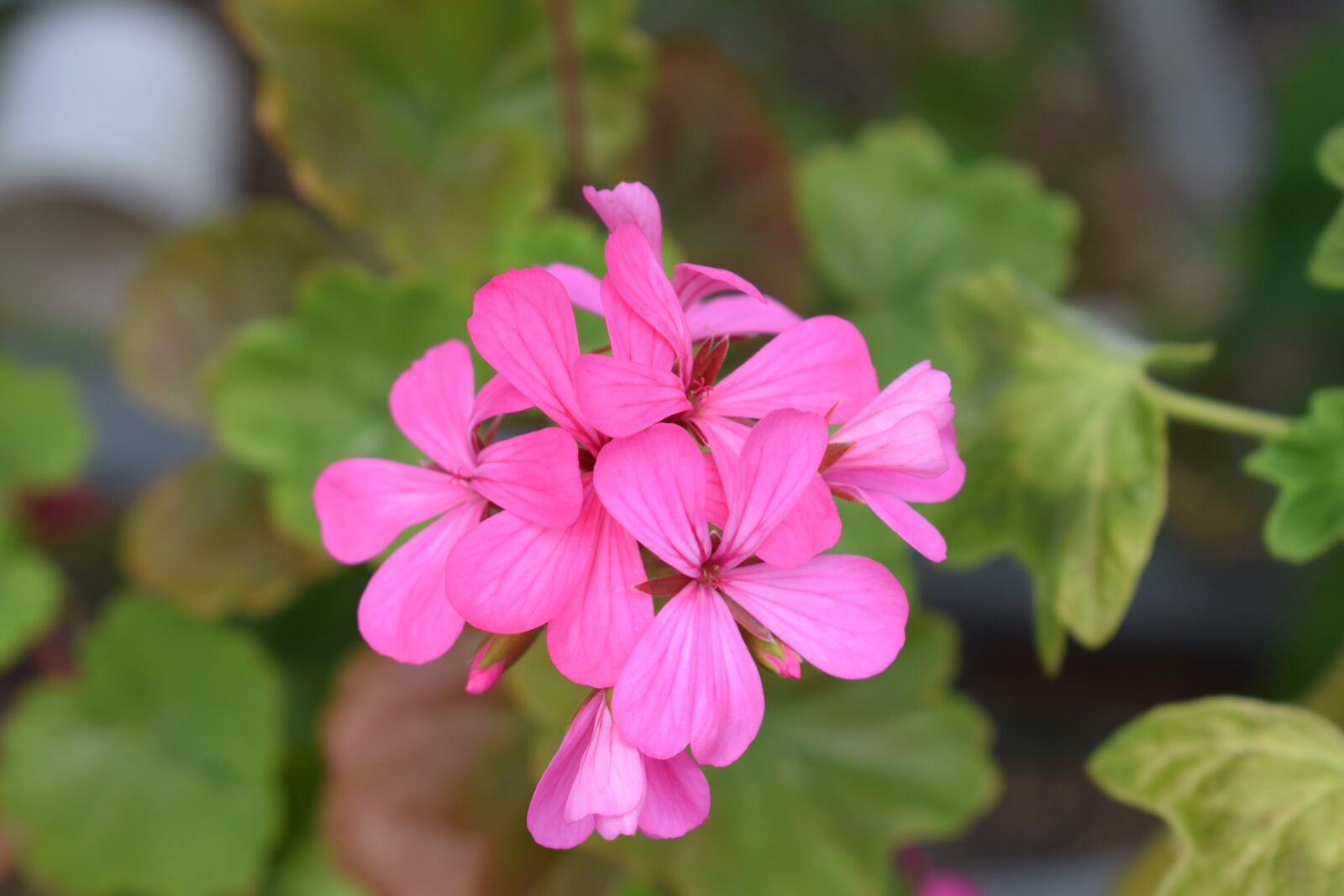 Nikon D3300 sample photo. Geranium, pink, flowers photography